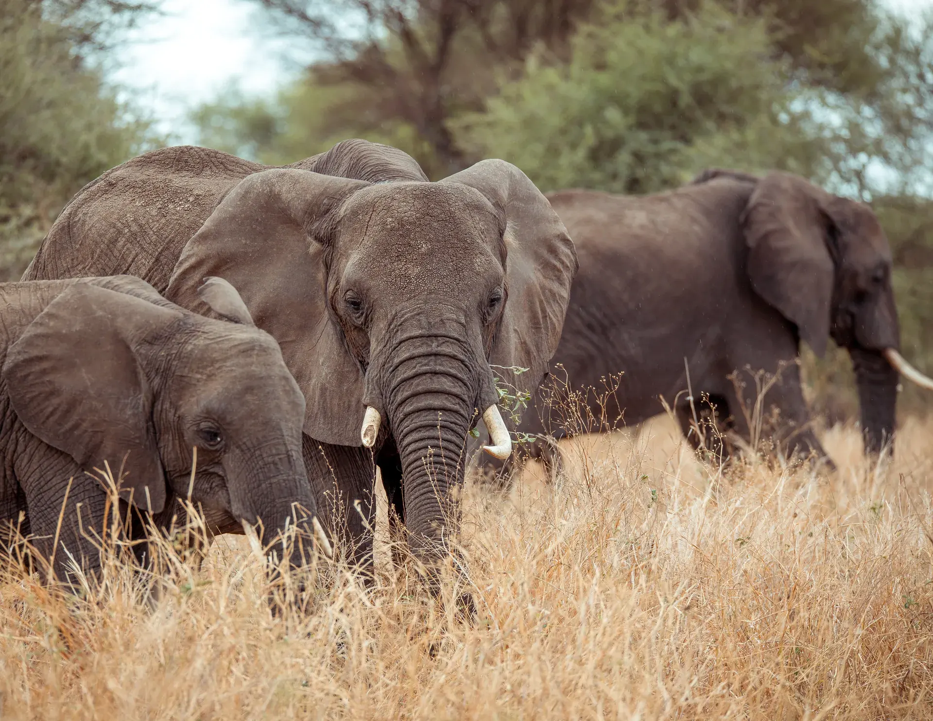 Elephants in a Tanzania safari landscape